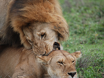 safari in tanzania