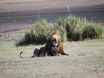 Leone in Tanzania