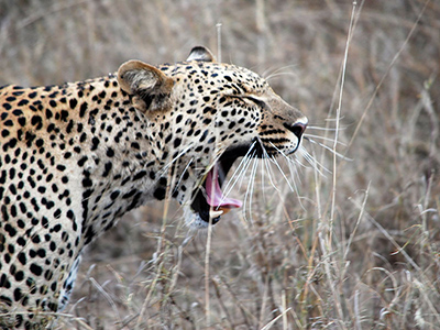 Leopardo in Tanzania