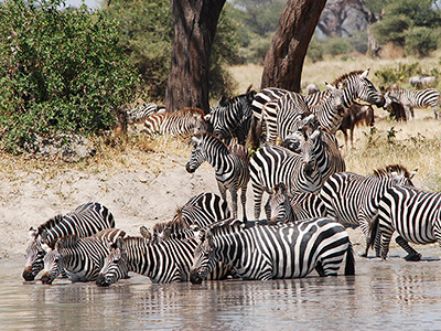 safari in tanzania