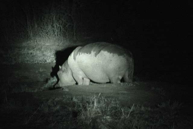 ippopotamo e safari notturno in tanzania