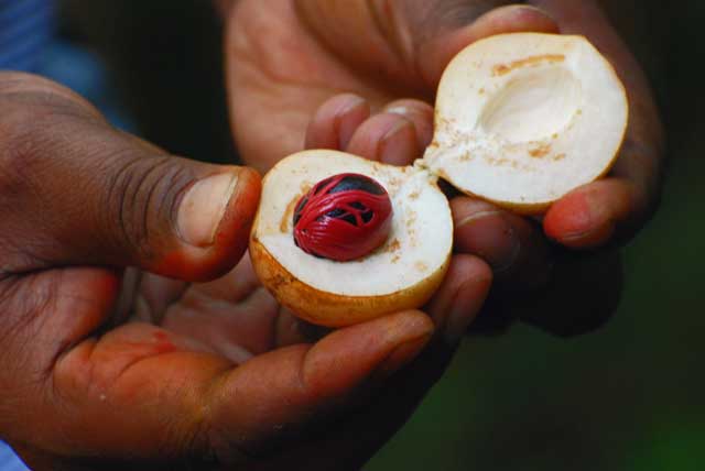 le spezie di Zanzibar