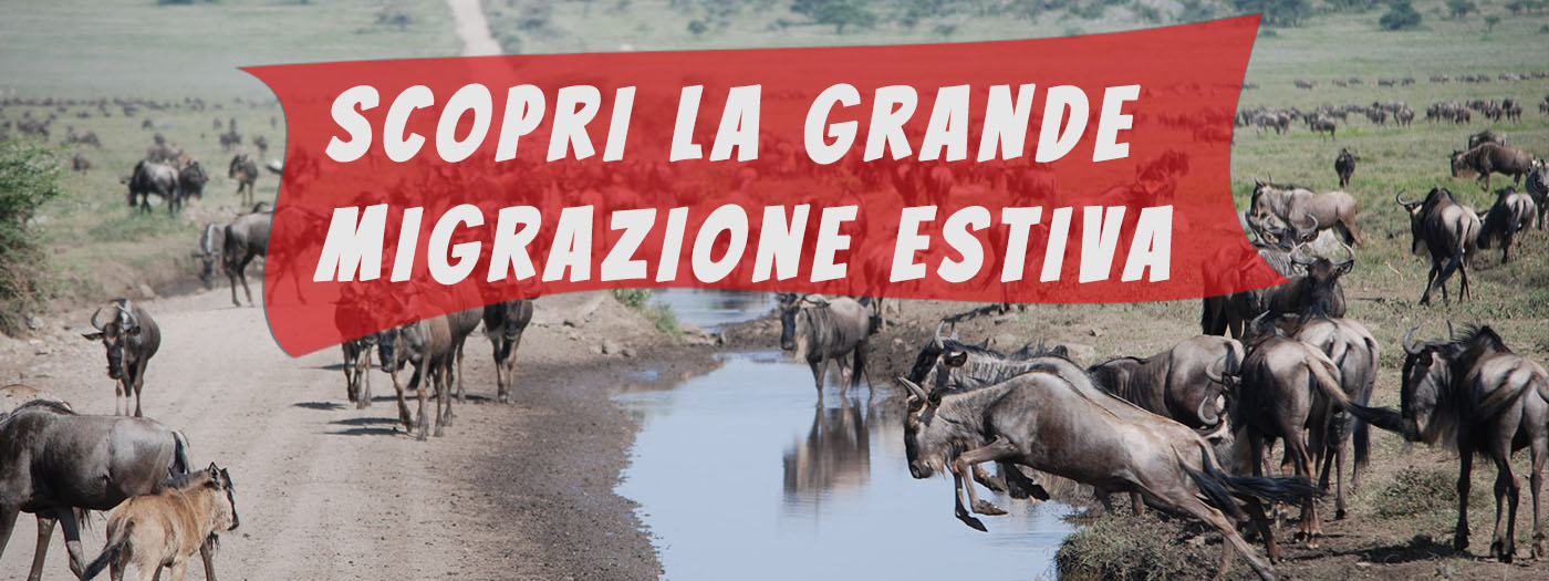 safari grande migrazione