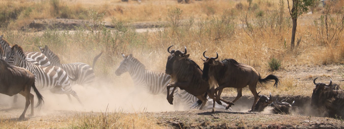 safari grande migrazione