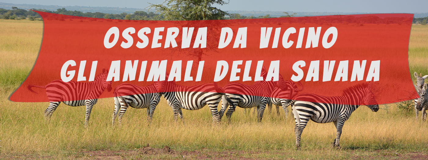 safari e animali