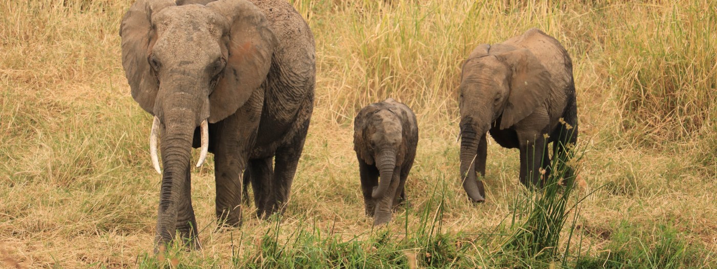 elefanti in tanzania