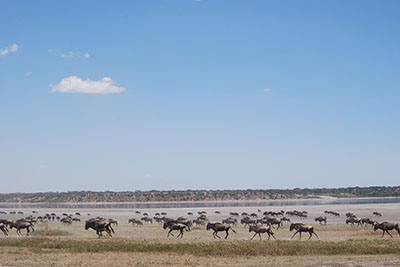 Serengeti