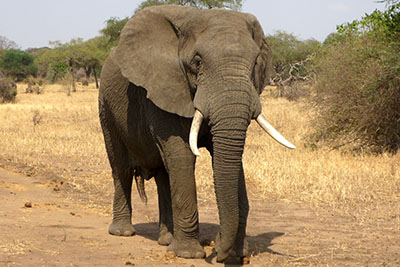 elefante